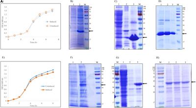 Molecular Attributes Associated With Refolding of Inclusion Body Proteins Using the Freeze–Thaw Method